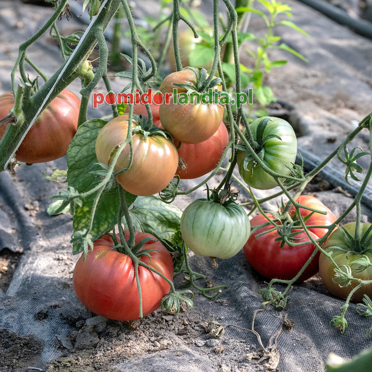 Trip L Crop TOMATO