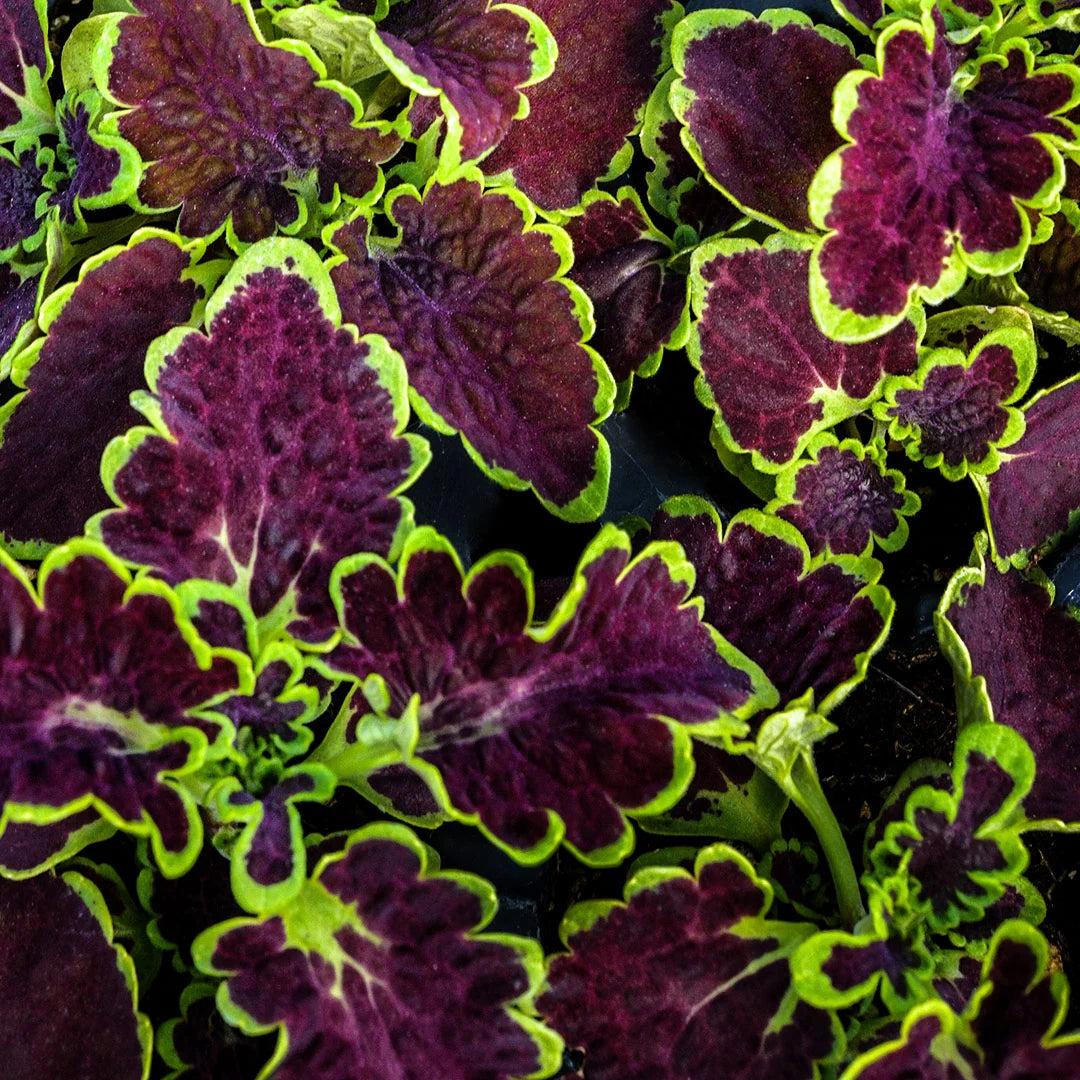 COLEUS COLOCHA CHOCOLATE GREEN