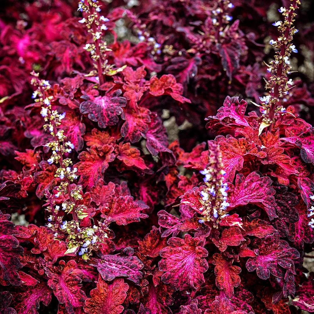 COLEUS COLOCHA RED