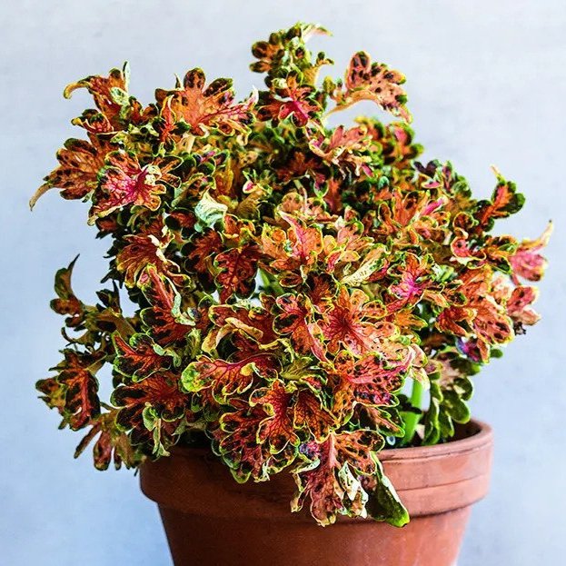 Coleus COLOCHA SUnSEt