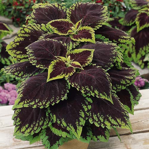 Kong scarlet coleus