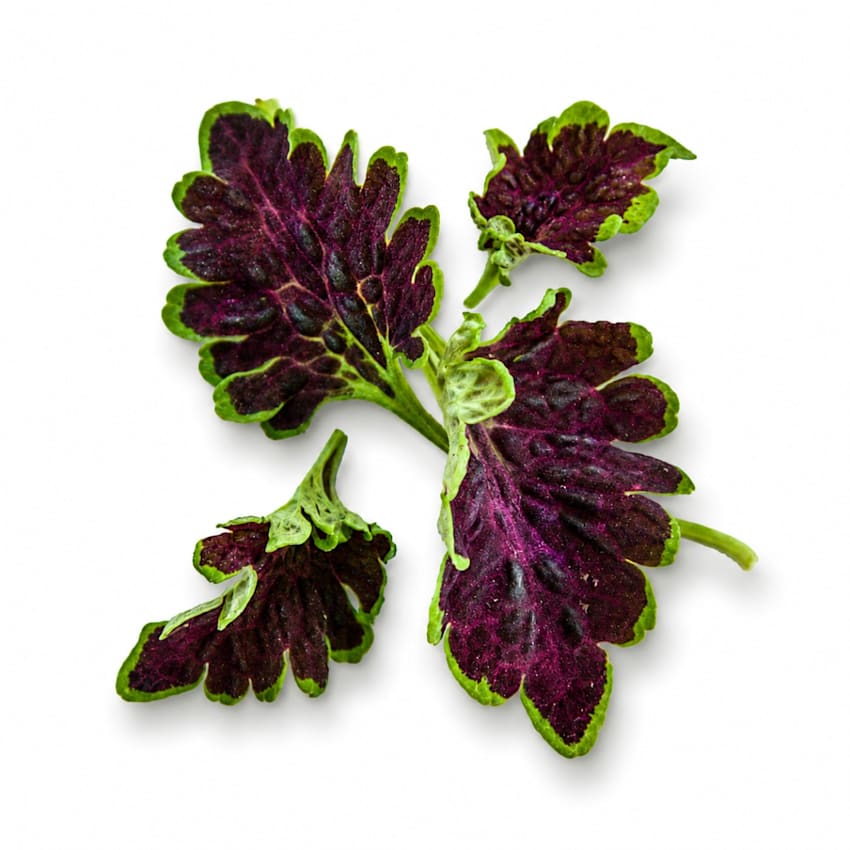 COLEUS COLOCHA CHOCOLATE GREEN