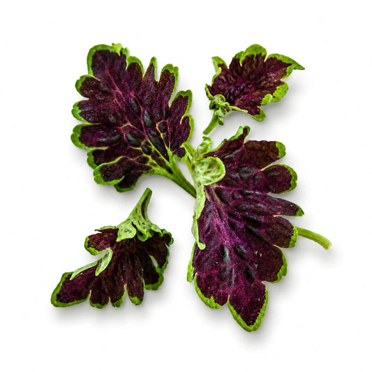 COLEUS COLOCHA CHOCOLATE GREEN