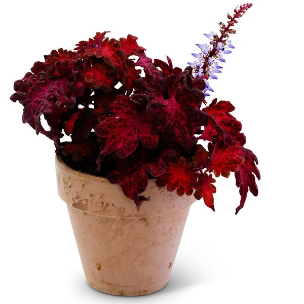 COLEUS COLOCHA RED