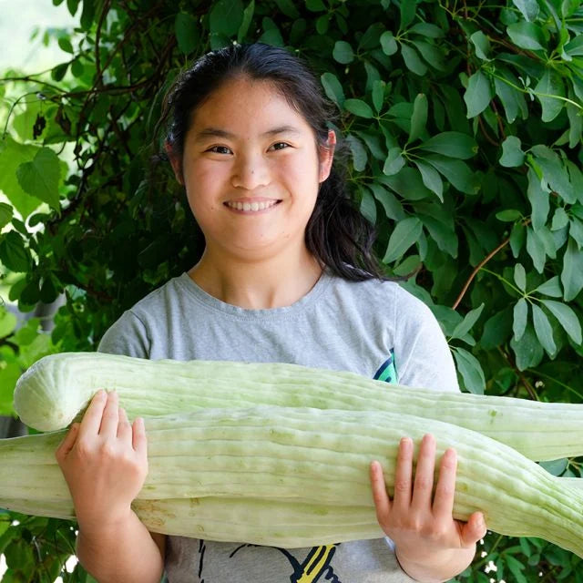 cucumber AMENIAN YARD-Lone