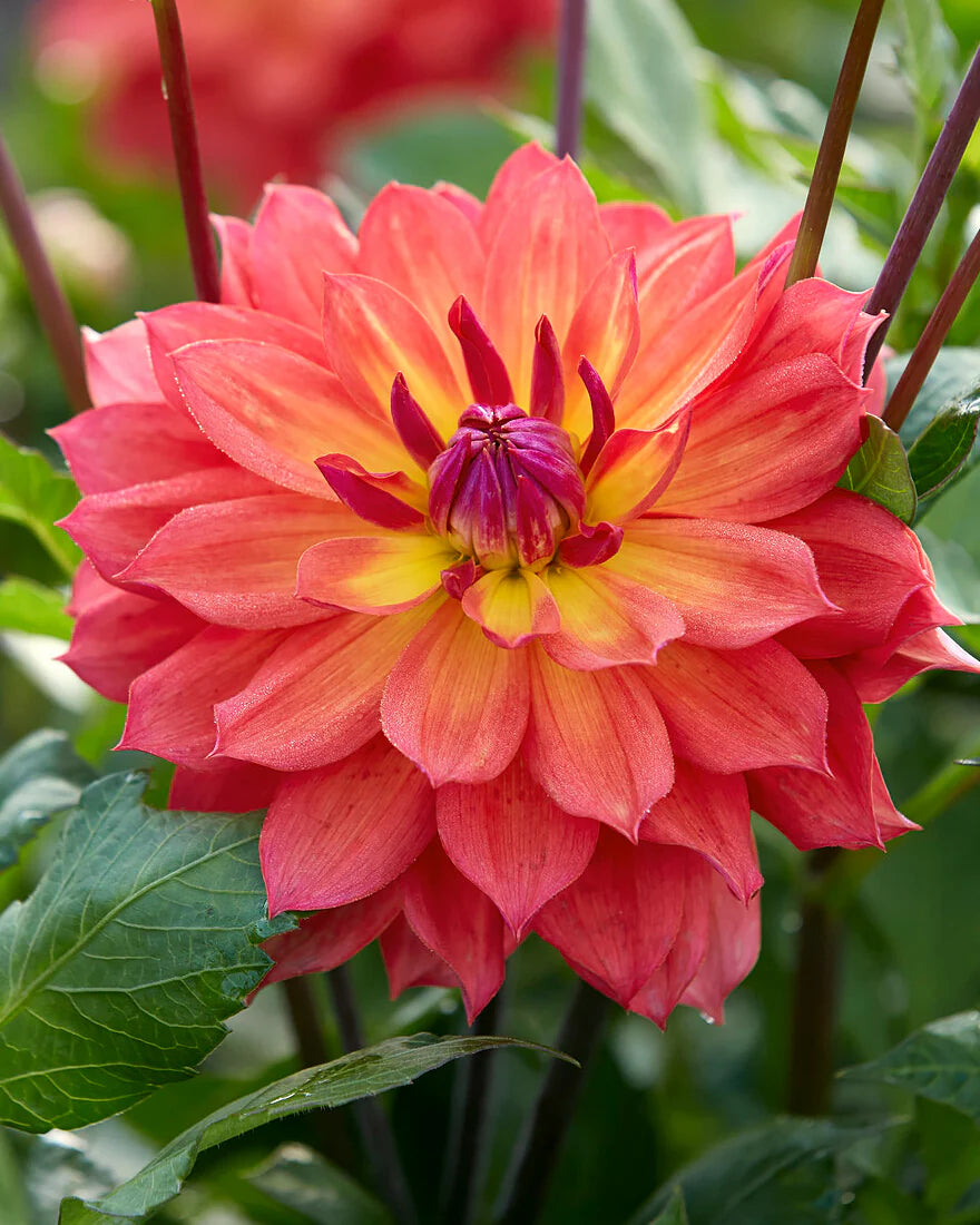 Tricolore dahlia