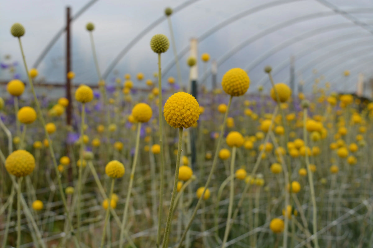 Craspedia SUN BALL,