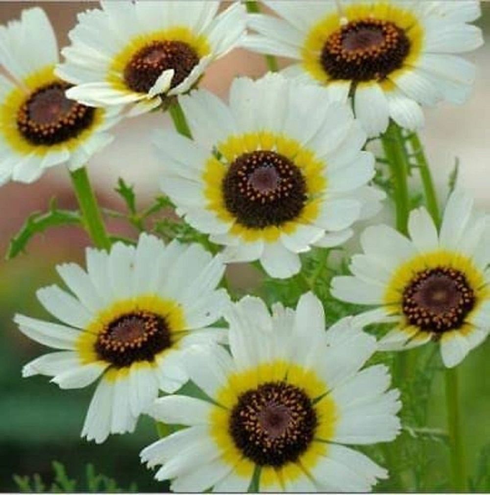 Chrysanthemum segetum 'Eastern Star Corn Marigold