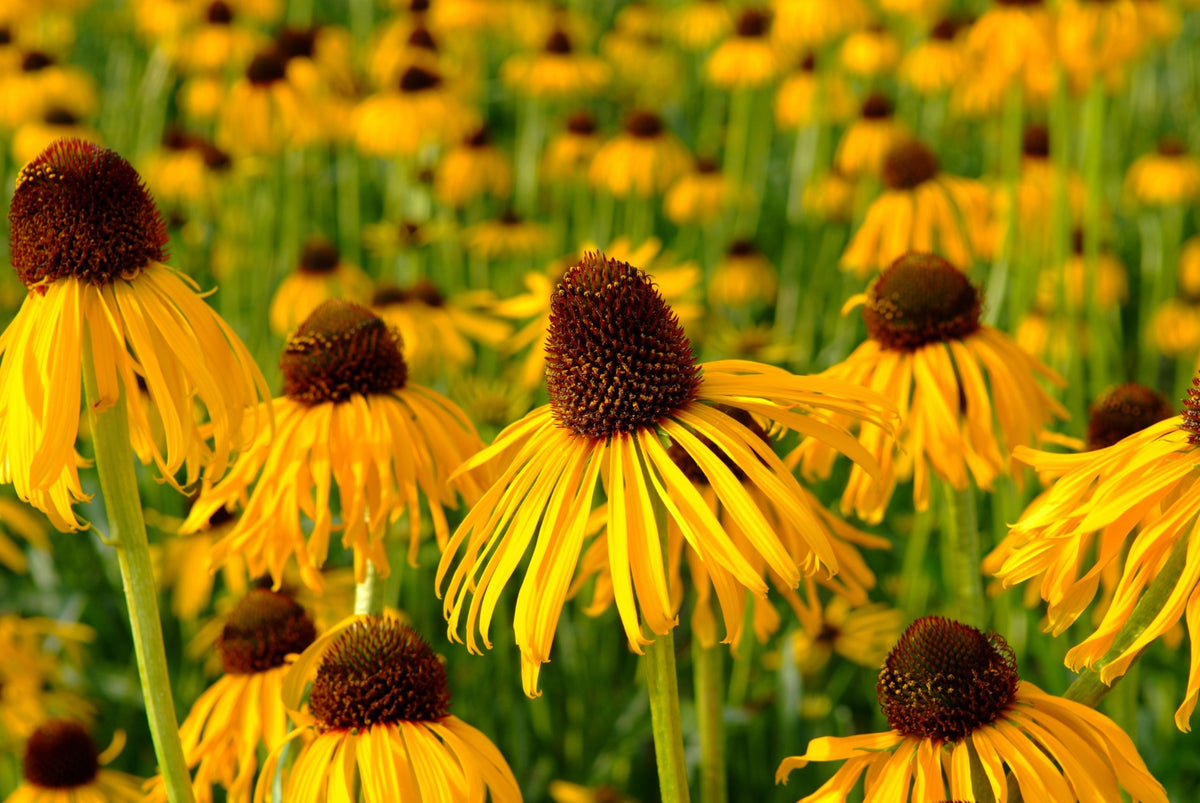 Echinacea Parado xa yellow