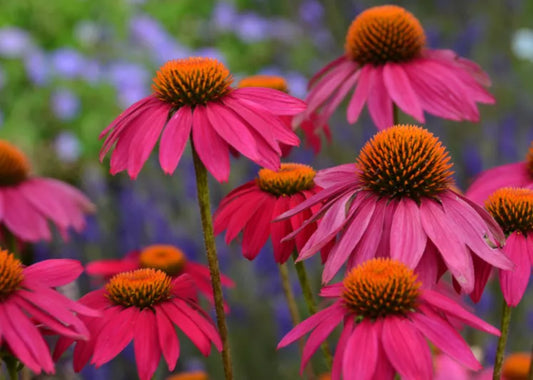 Echinace Powwormila Berry