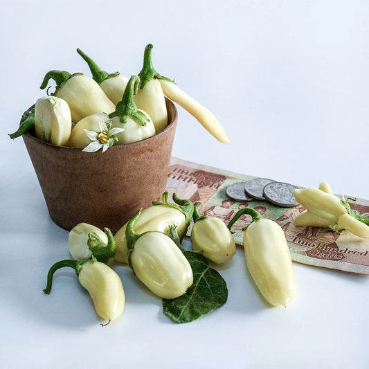 Eggplant African White