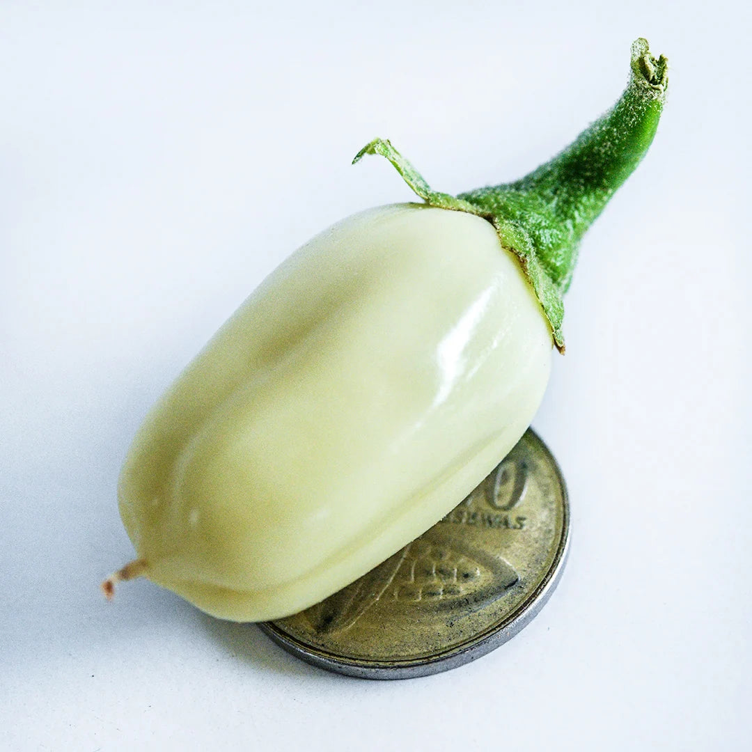 Eggplant African White
