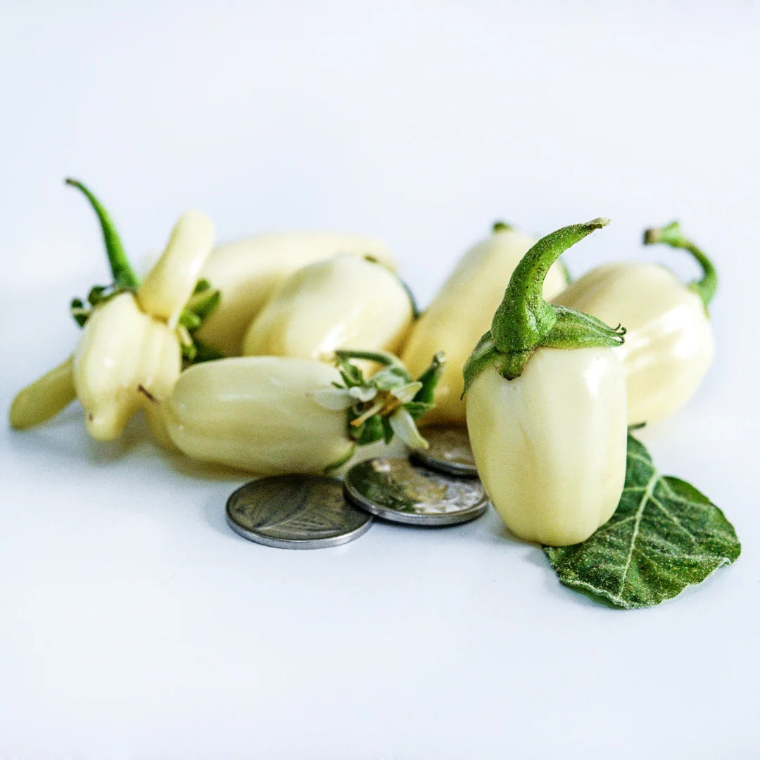 Eggplant African White