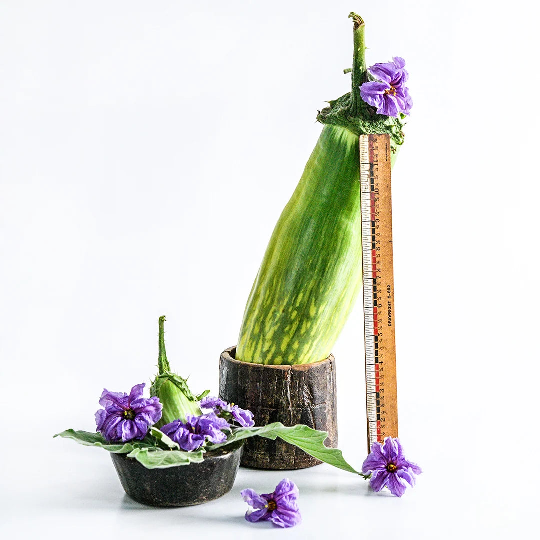 Eggplant Giant of Barman