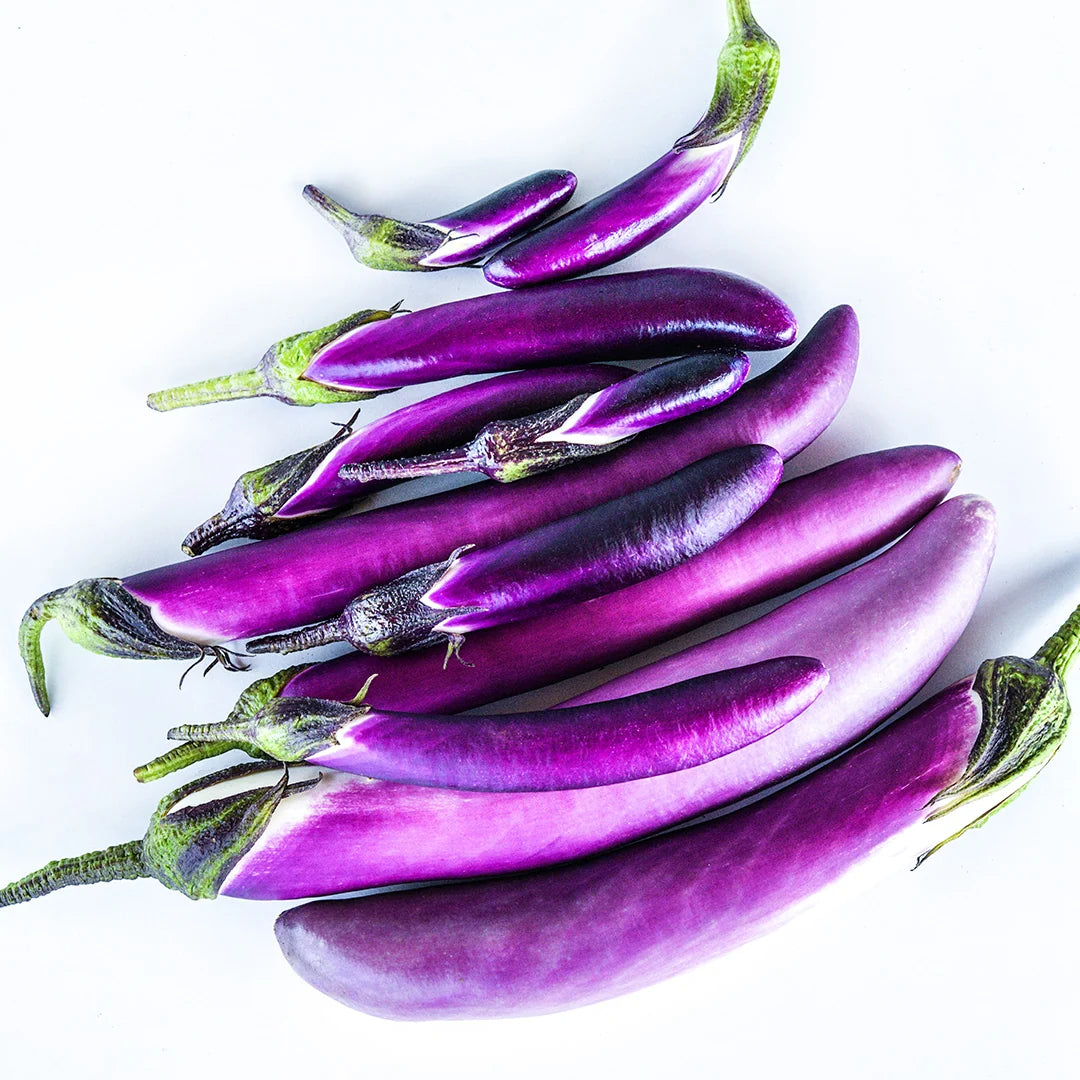 Eggplant  Malaysian Dark Red