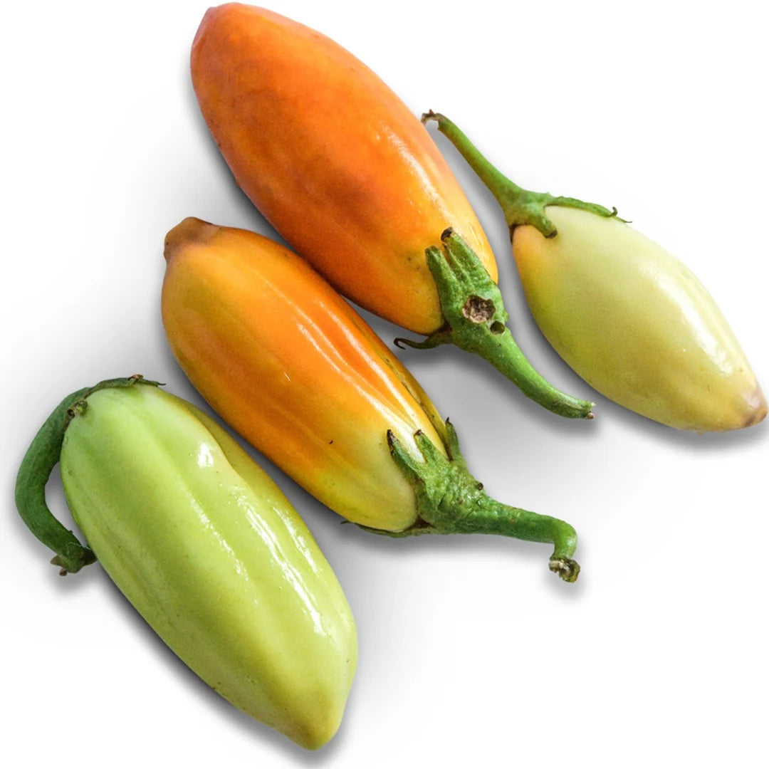 Eggplant African White