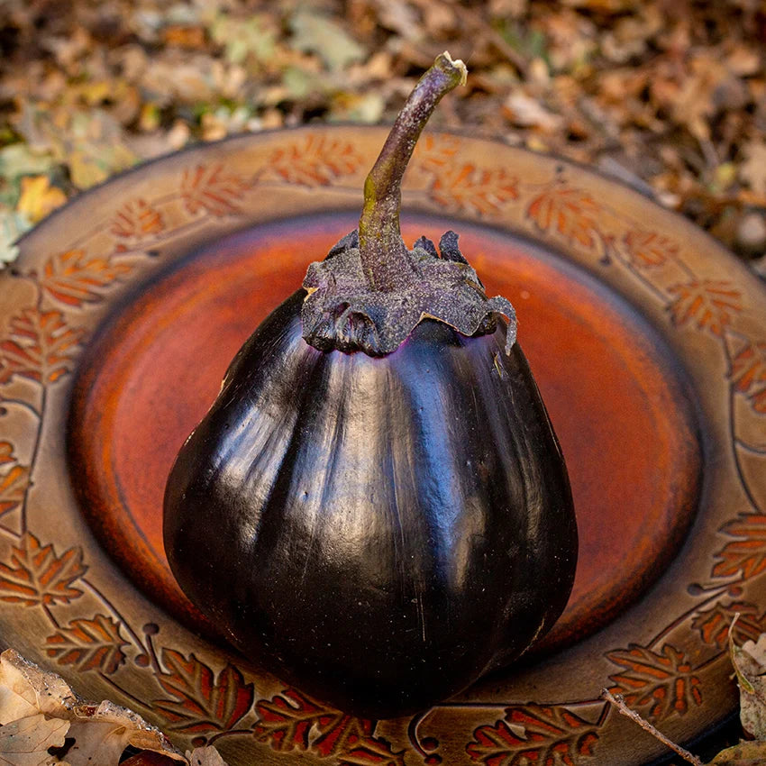 Eggplant  Mitoyo