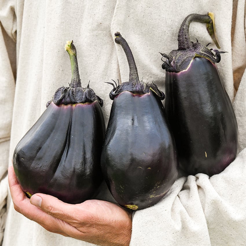 Eggplant  Mitoyo