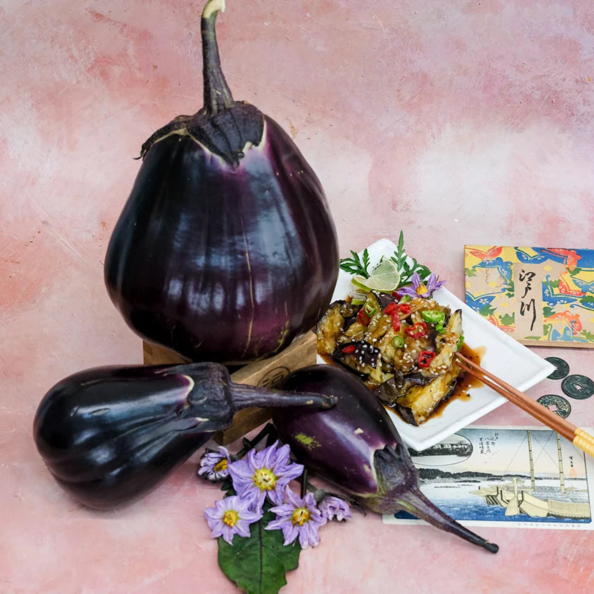 Eggplant  Mitoyo