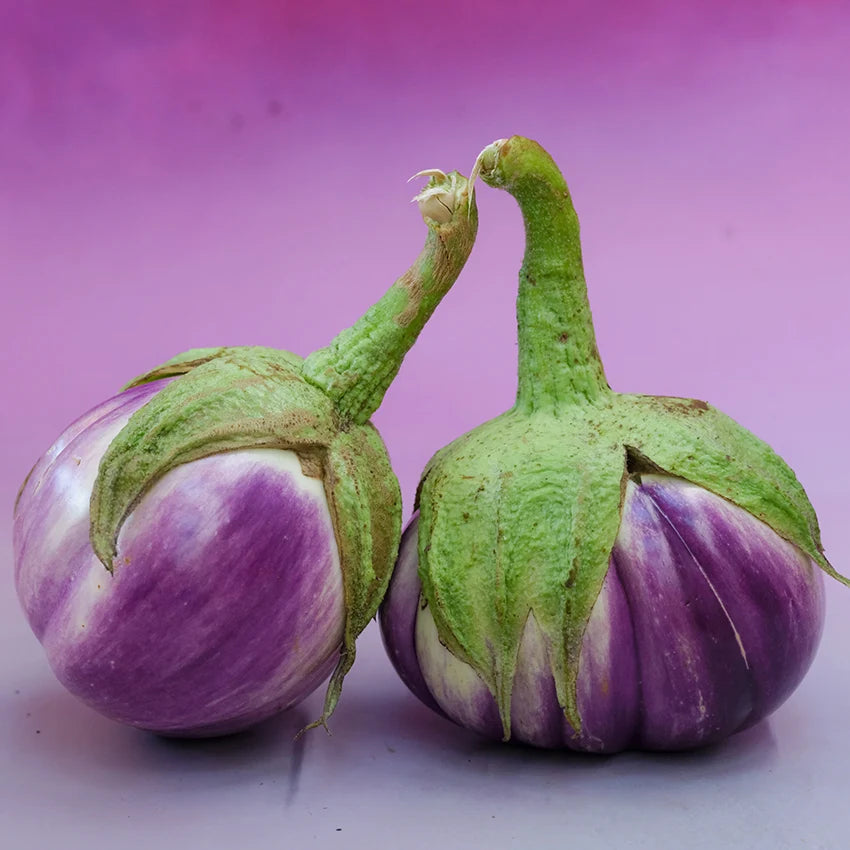Eggplant Rosa Bianca