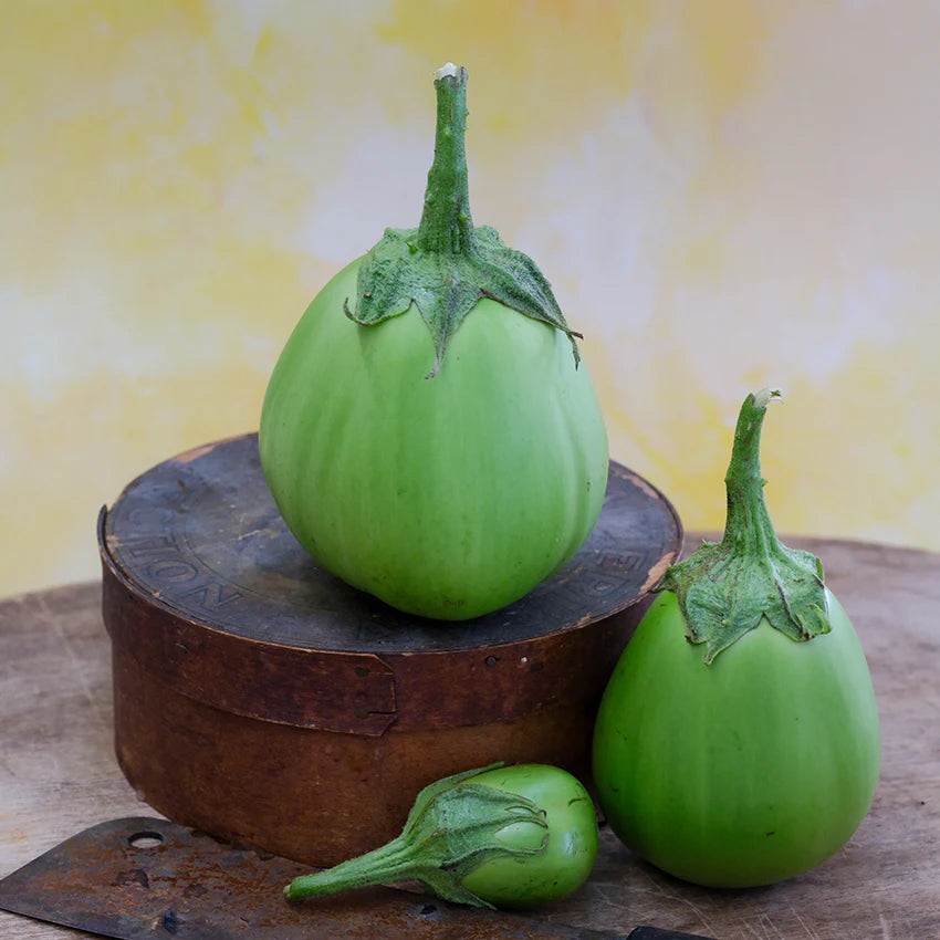 Eggplant Saitama AO Daimaru