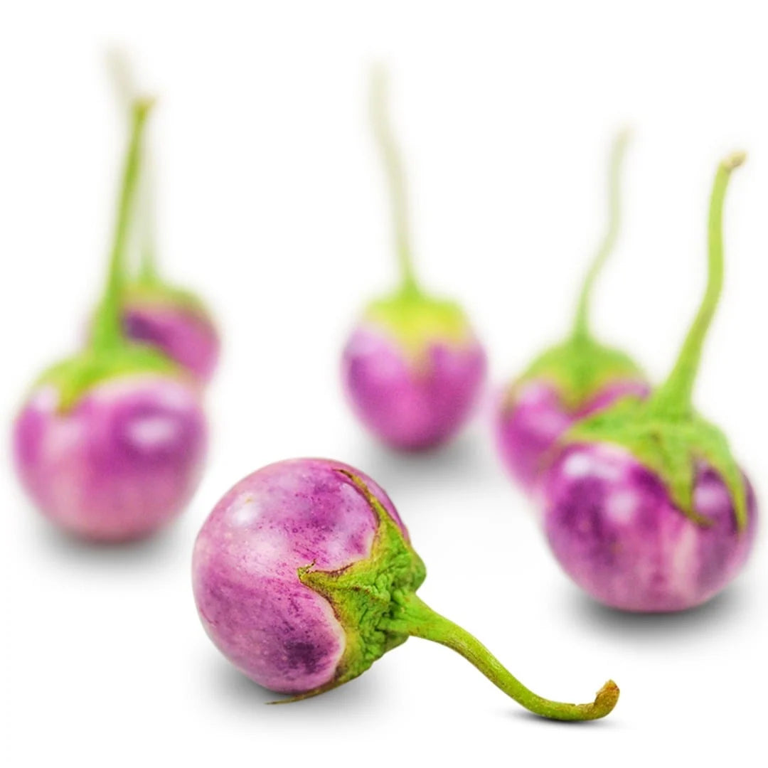 Eggplant Thai Lavender Frog Egg