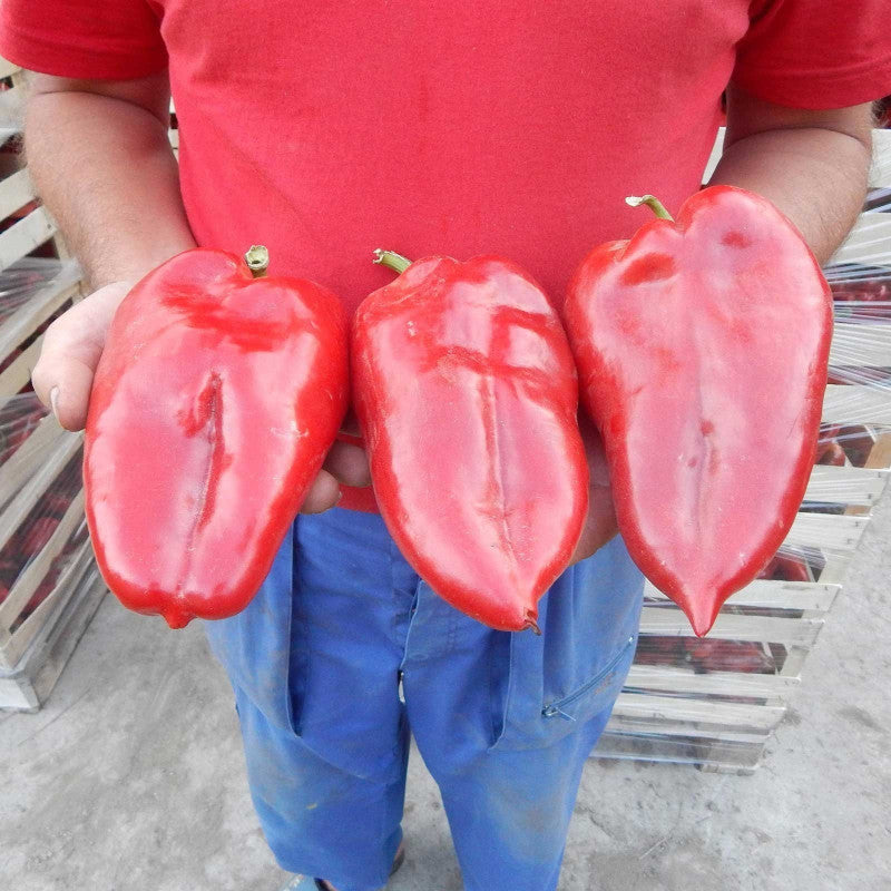 Sweet Pepper "Elephant's tar