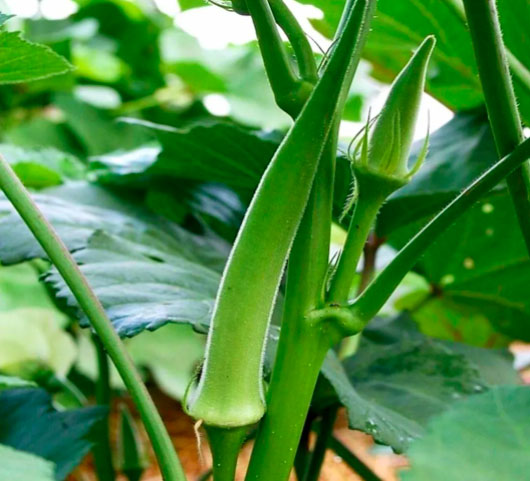Emerald oKra