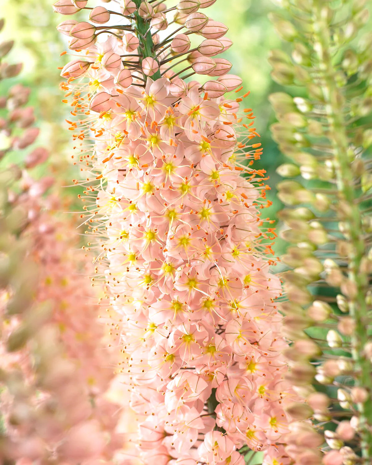 Eremurus 'Romance' "Foxtail lily" 1