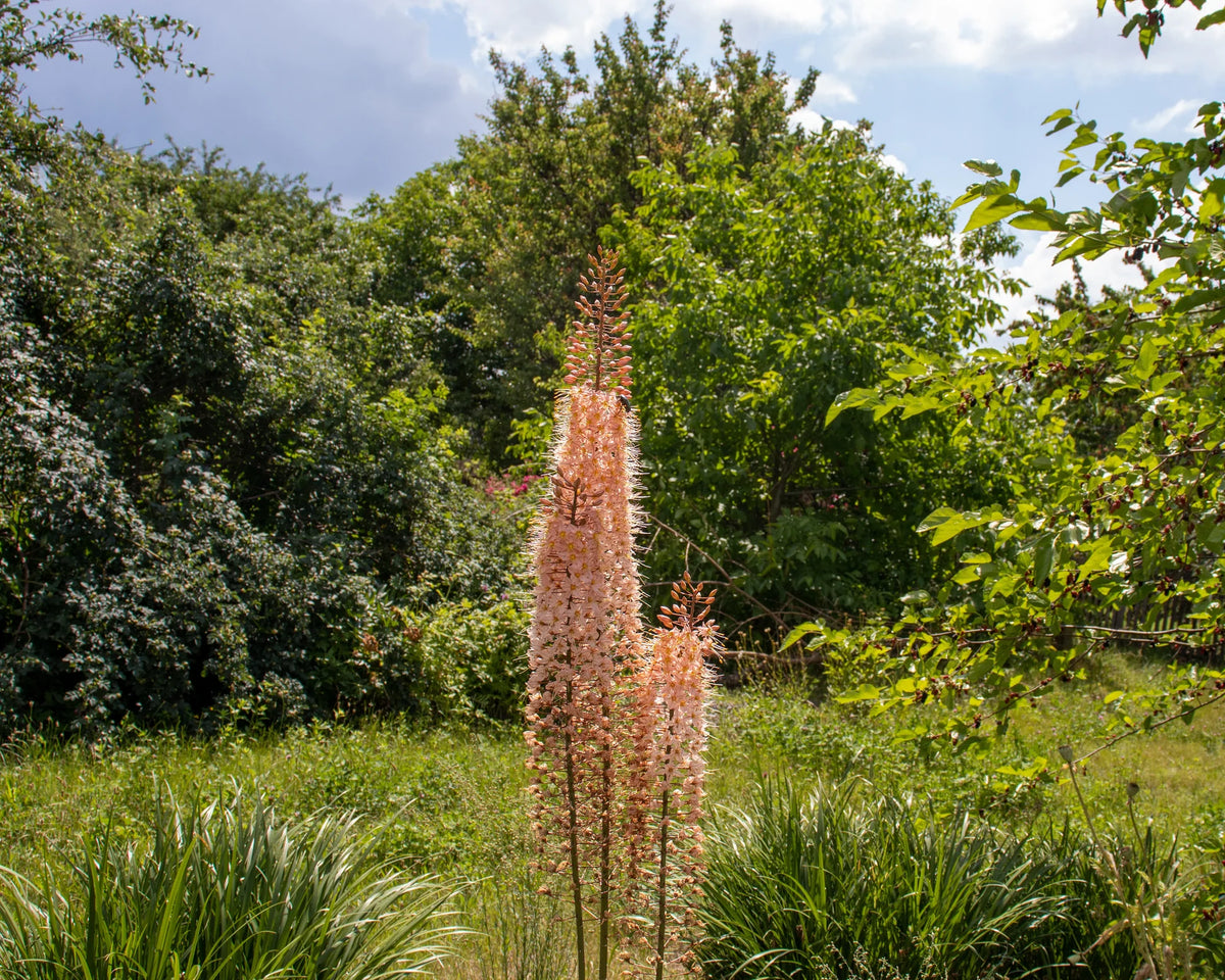 Eremurus 'Romance' "Foxtail lily" 1