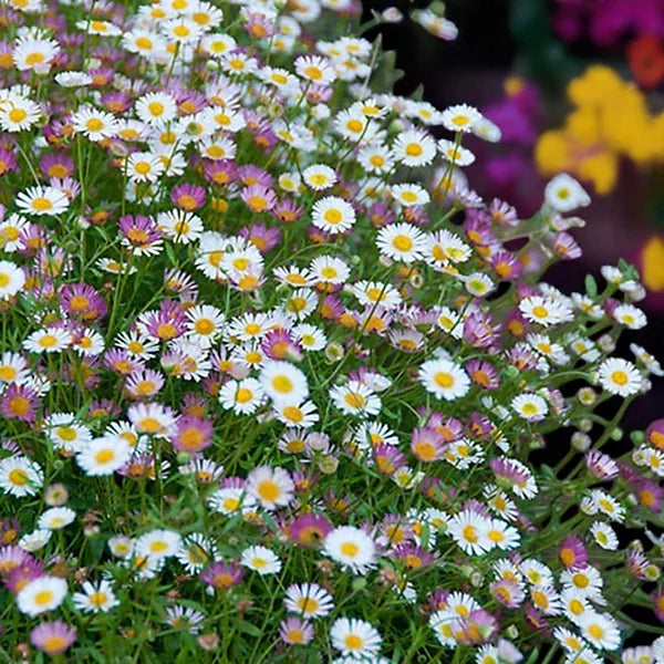 Erigeron karvinskianus Mexican Fleabane