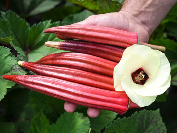 OKRA JING ORANGE