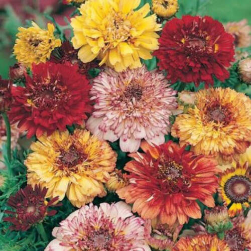 Chrysanthemum Dunnetti Double Mix