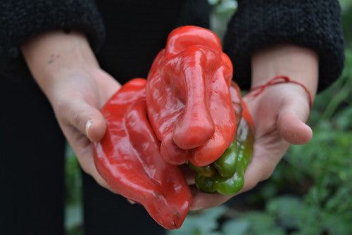 Sweet Pepper Doux D'Espagne or Spanish Mammoth