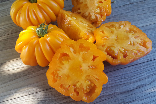 Beauty Lottringa Orange