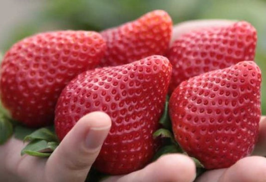 'Florida Beauty' Strawberry