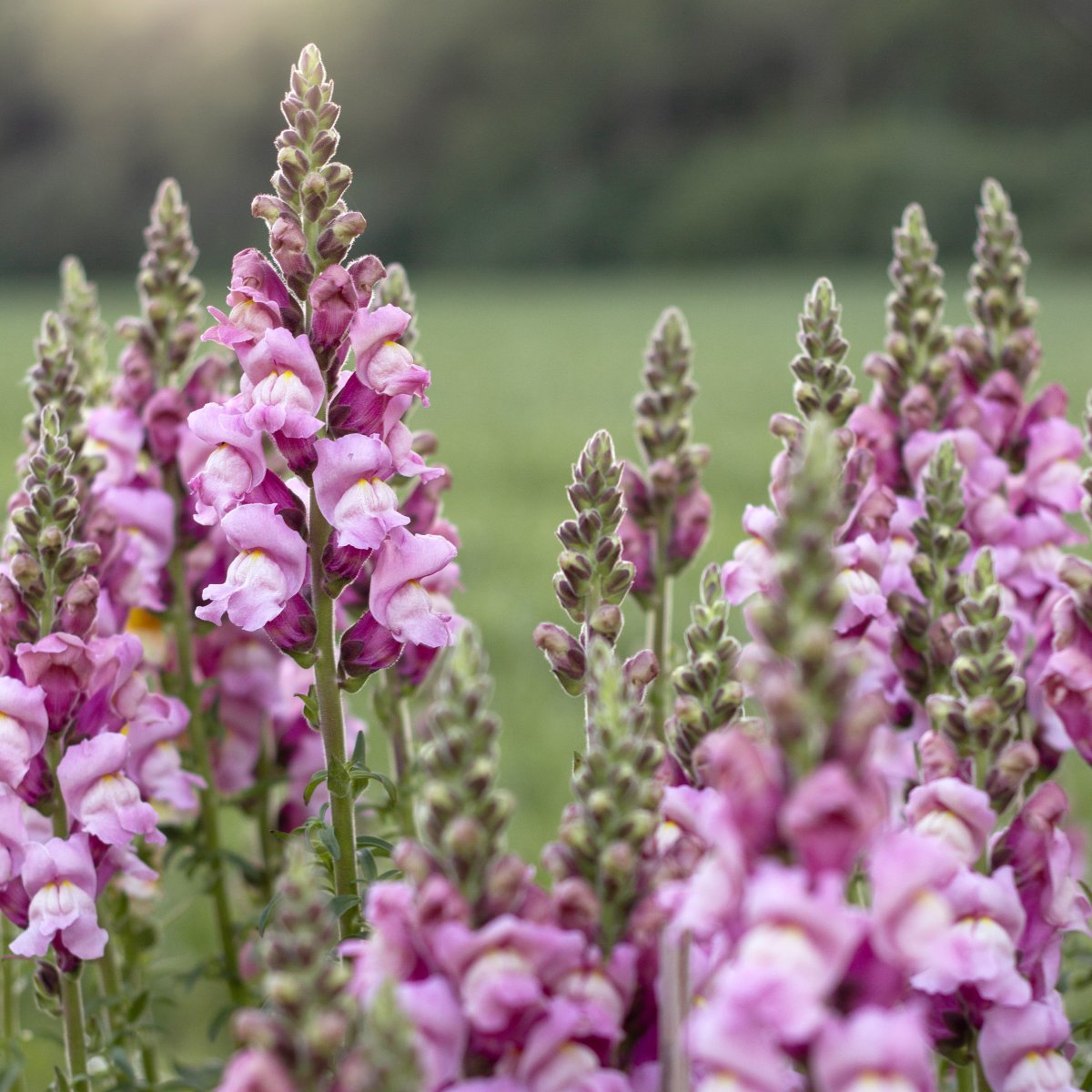Hybrid Snapdragon РОТОМАС LAVENDER F1