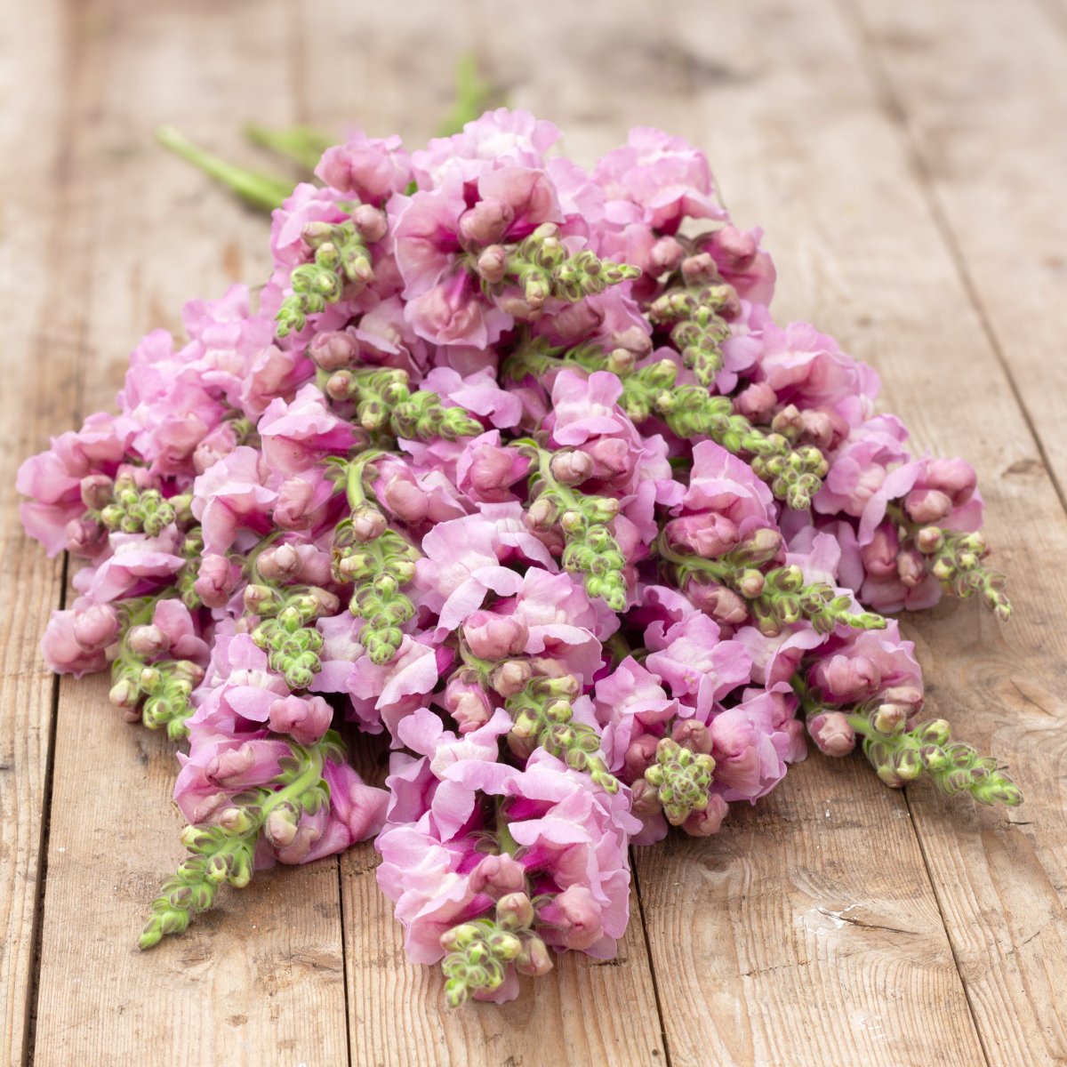 Hybrid Snapdragon РОТОМАС LAVENDER F1