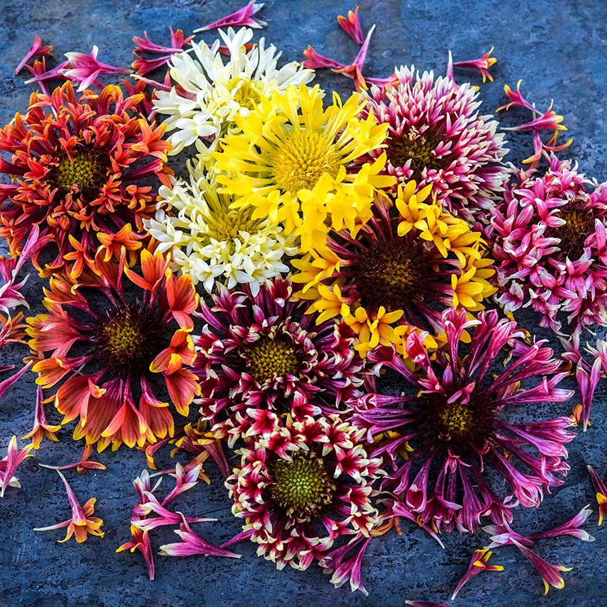 GAILLARDIA DOUBLE SUNSET