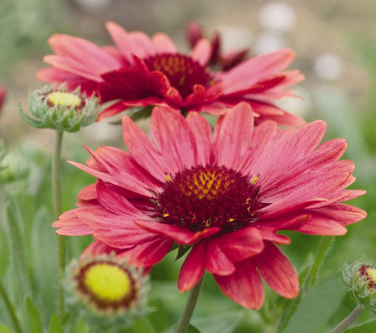 Gaillardia aristata, Arizona Series, 'Arizona Red Shade
