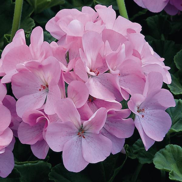 geraniums maverick quick silver