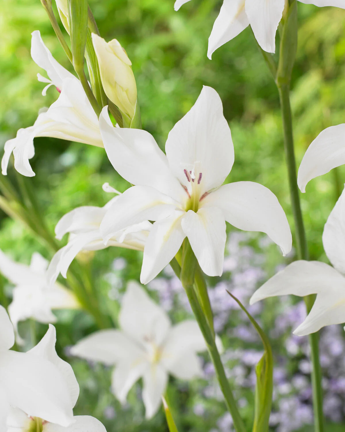 Gladiolus 'Albus' "Baby gladiolus"