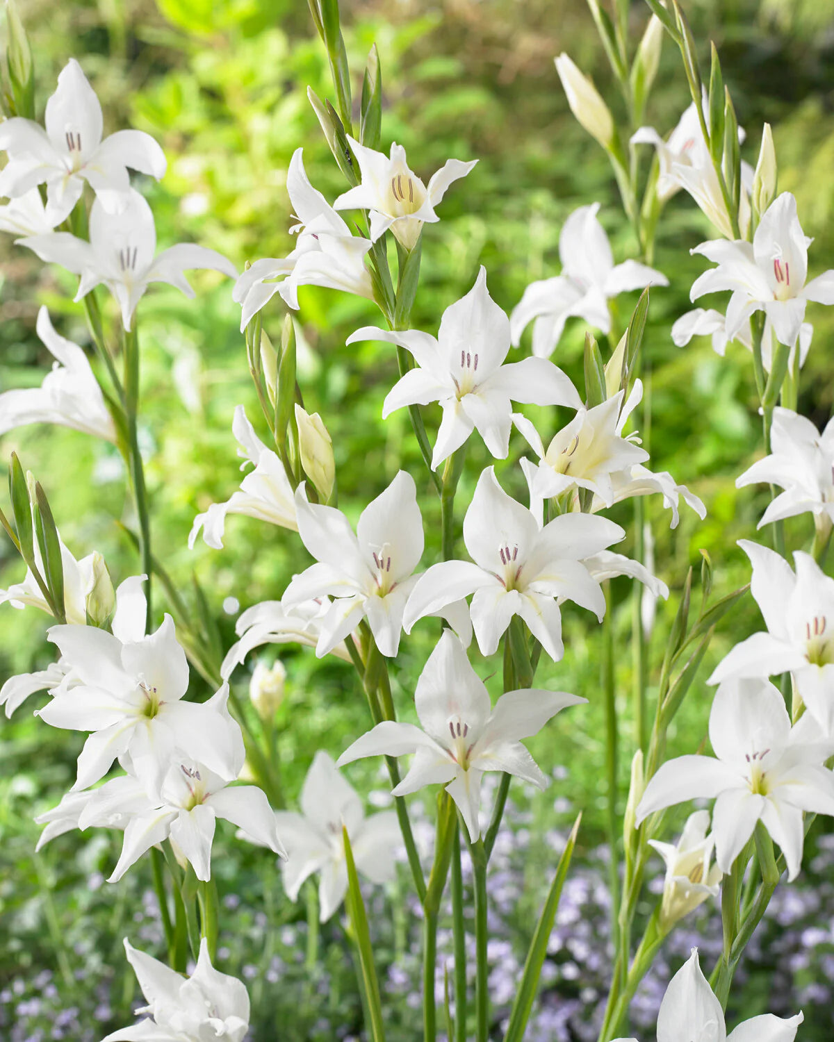 Gladiolus 'Albus' "Baby gladiolus"