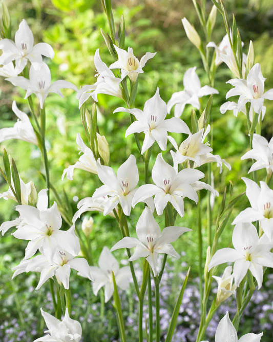 Gladiolus 'Albus' "Baby gladiolus"