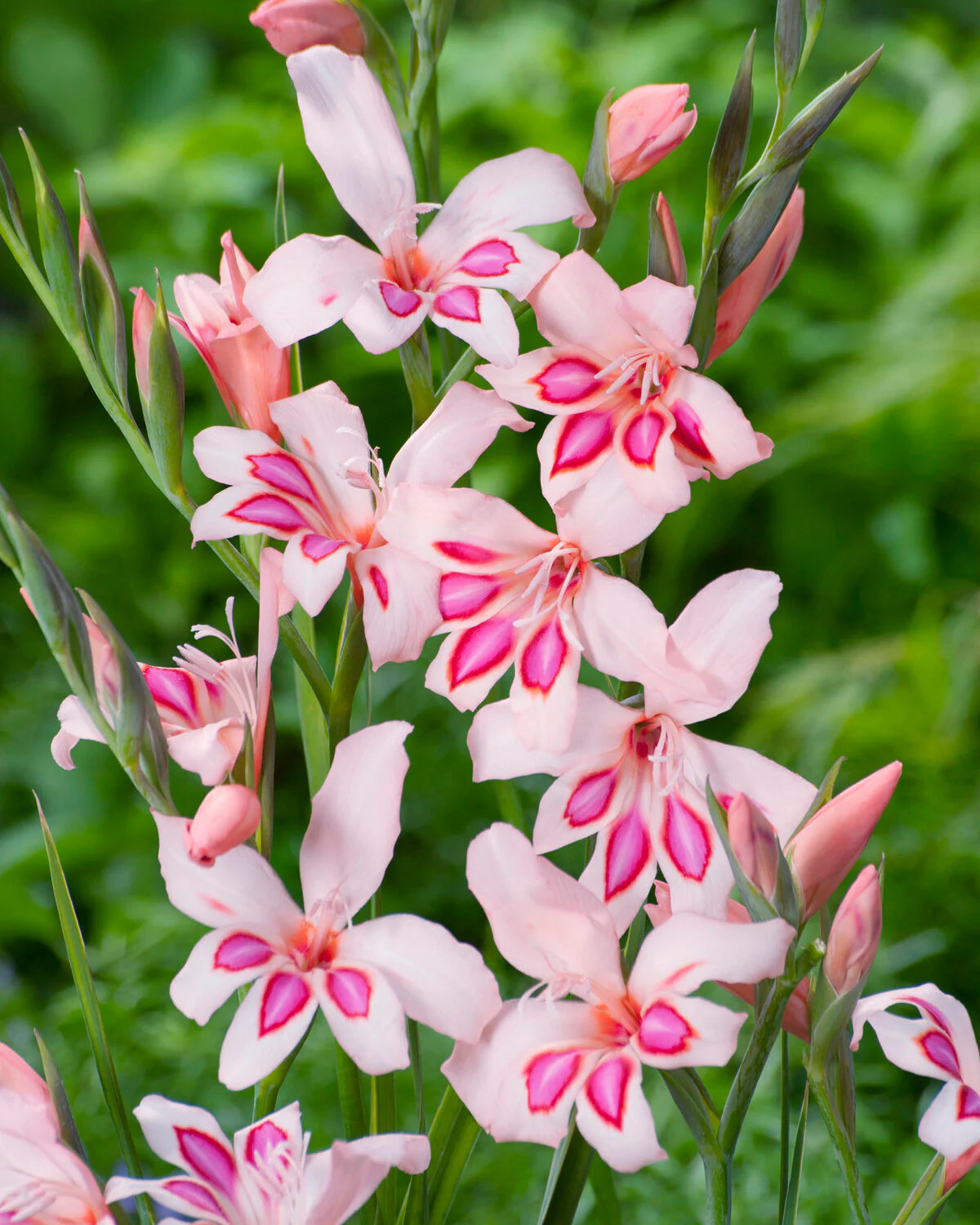 Gladiolus 'Impressive' 10