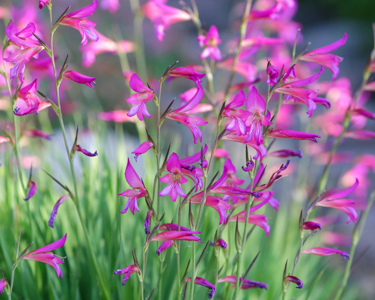 Gladiolus byzantinus italicus 10