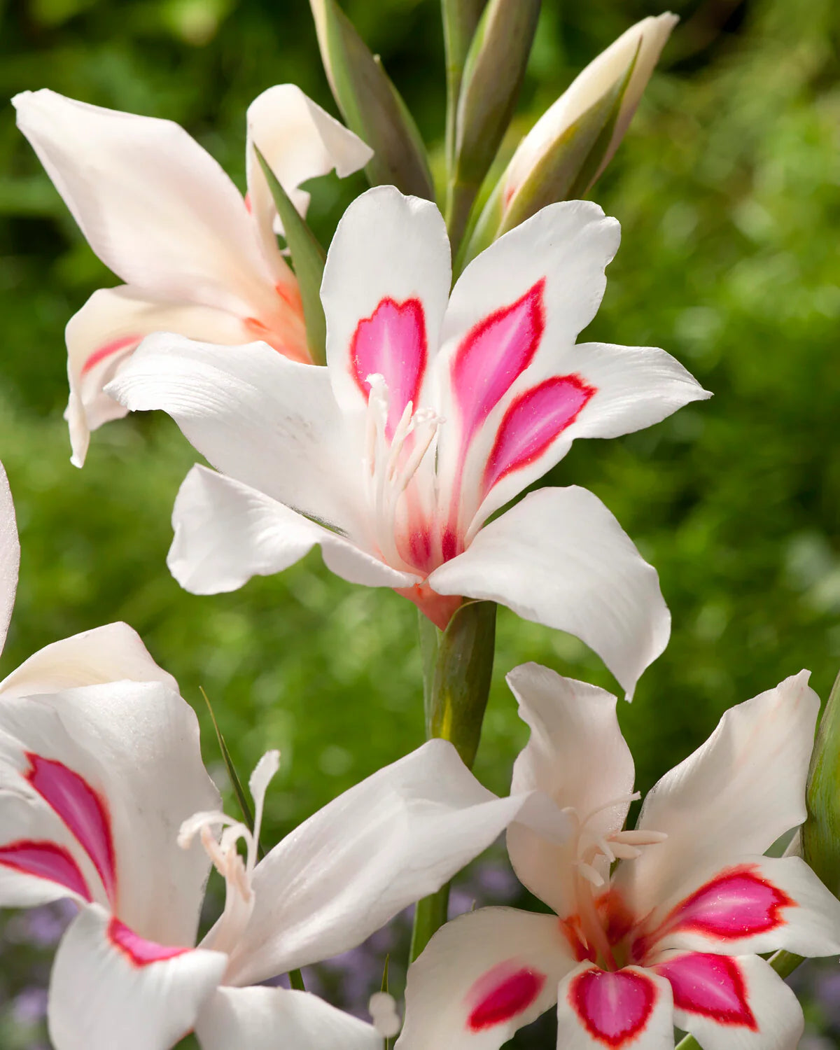 Gladiolus 'Prins Claus' 10
