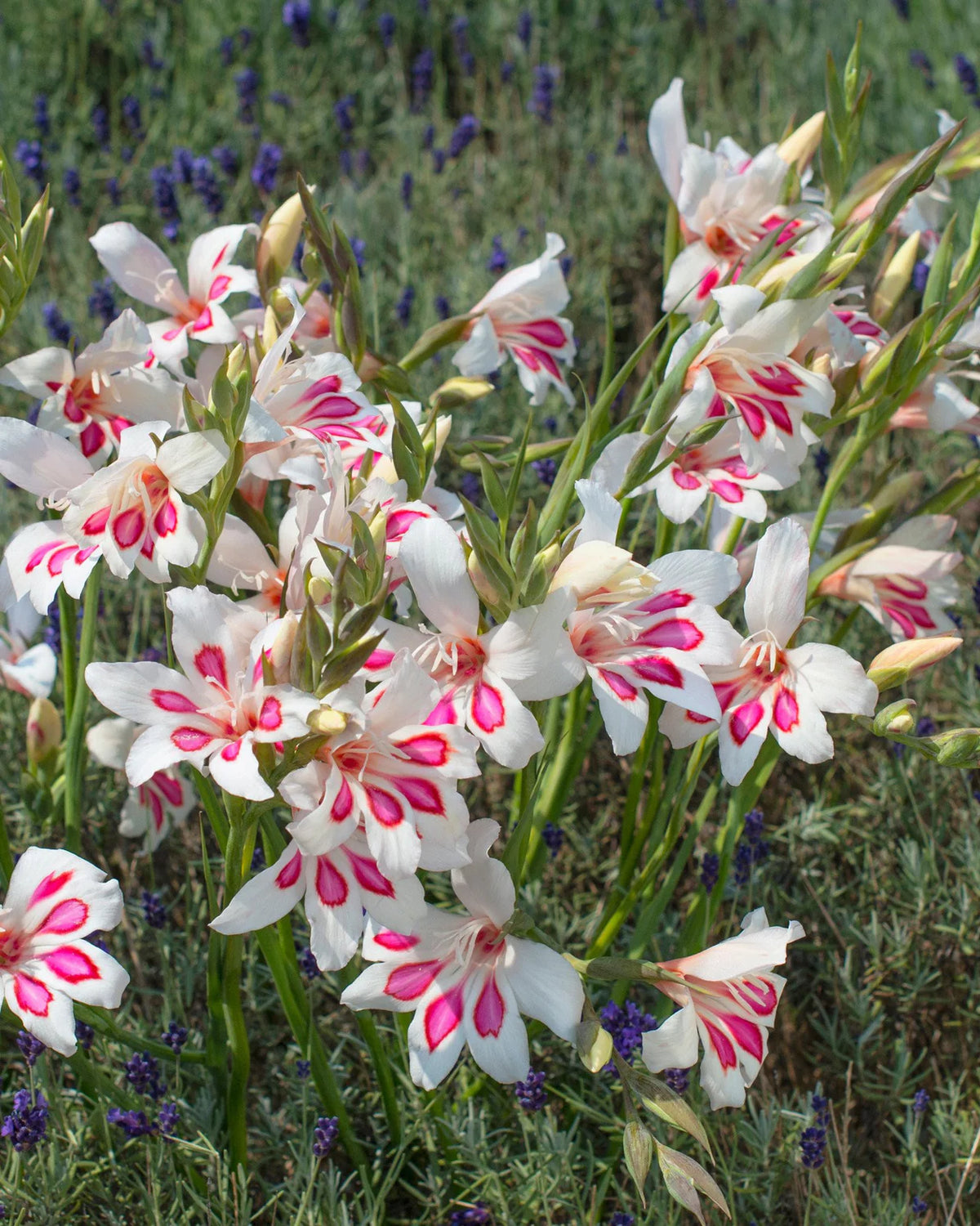 Gladiolus 'Prins Claus' 10