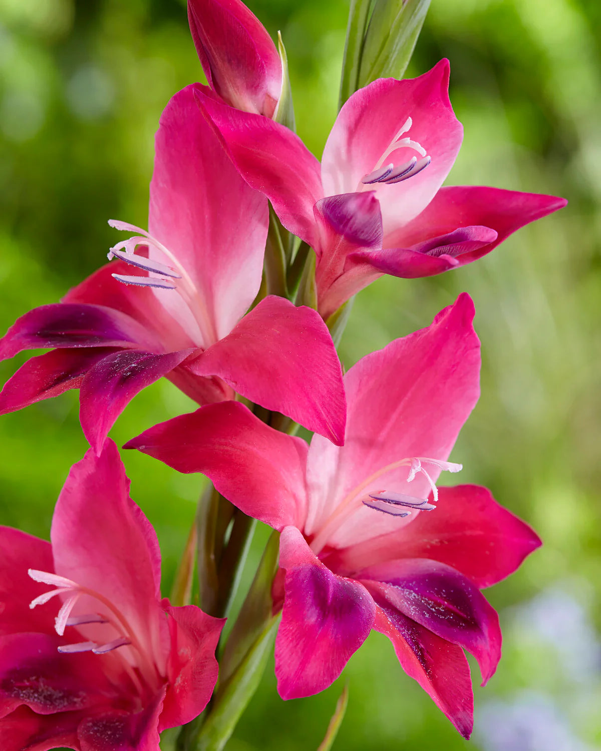 Gladiolus 'Vulcano' 10