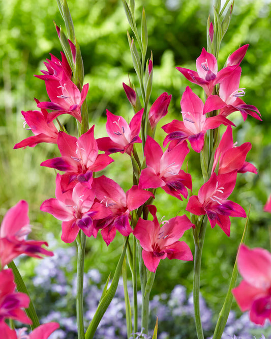 Gladiolus 'Vulcano' 10